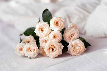 Young beautiful white roses in bed, romantic surprise in the morning