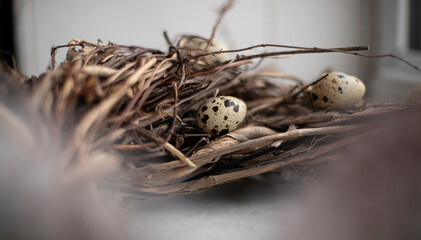 Quail eggs on the branches of a tree