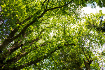 green leaves background