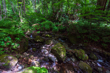 stream in the forest