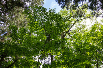 leaves and sun