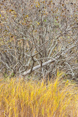 USA, Maine, Mt. Desert Island. Acadia National Park autumn foliage.