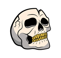 Illustration of the Skull