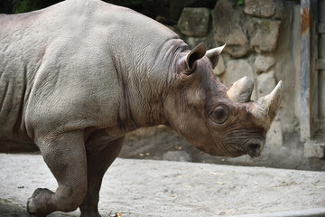 Obraz premium A rhino taking a walk