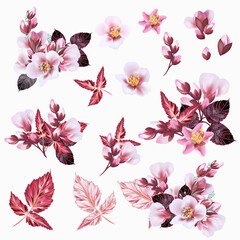 Collection of vector realistic cherry pink flowers