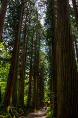 trees in the forest