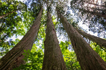 Obraz premium tree in the forest