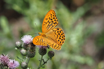 The silver-washed fritillary (Argynnis paphia) is a common and variable butterfly