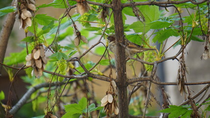 Bird on window
nature city
