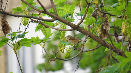 Bird on window
nature city