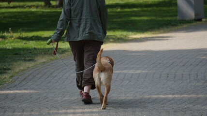 dog walking in quarantine