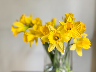 Closeup of a bouquet of yellow daffodil flowers in a glass vase set against a light gray background.