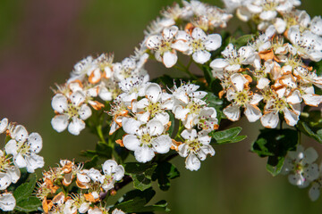 hawthorn