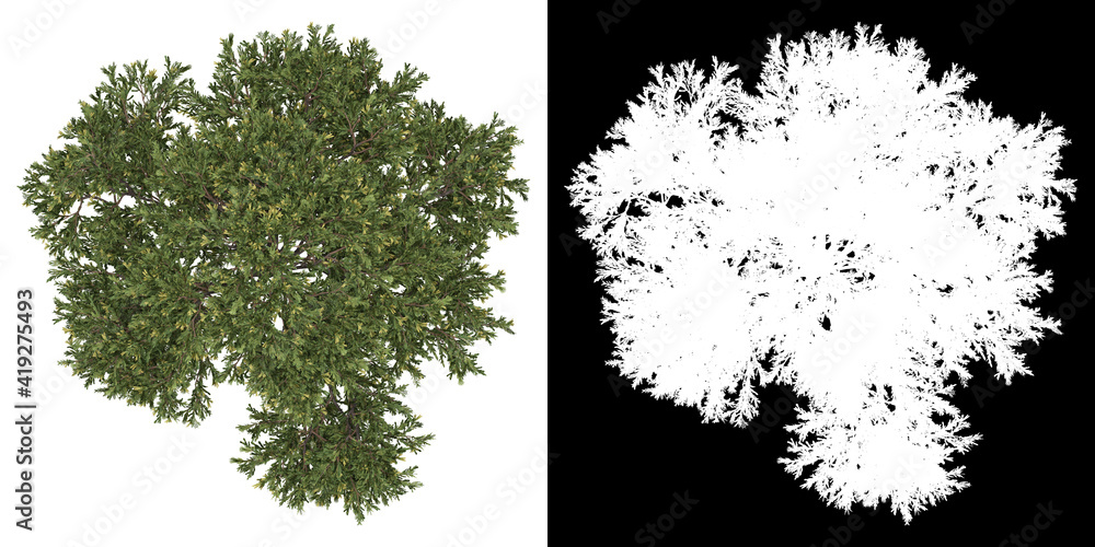 Wall mural top view of tree (juniperus occidentalis rheingold) png with alpha channel to cutout 3d rendering