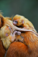 Obraz premium A mother Golden Lion Tamarin (Leontopithecus rosalia) and its three newborn on one of the small patches of remaining Atlantic coastal rainforest of Rio de Janeiro state, Brazil.