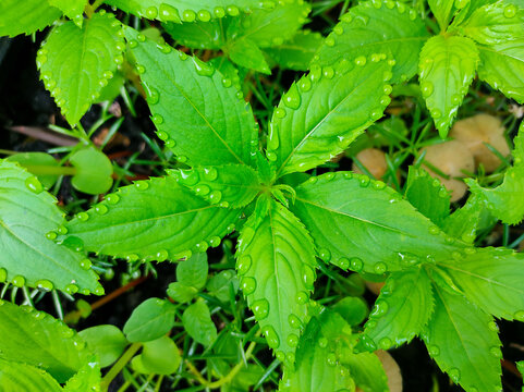 Selective focus.Mercurialis perennis, commonly known as dog's mercury, is a poisonous woodland plant found in much of Europe.