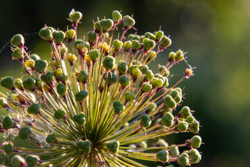 autumn flower
