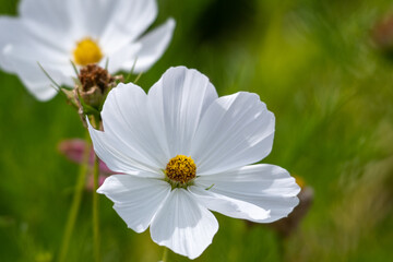 A flower garden with stark white cosmos flowers, they have long dainty petals, the centers are yellow with dark pink. The plants are on long tall stems. The background is of various green shades.