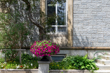 A flower pot or planter filled with pink petunia flowers that are hanging over the edge of a black container. The arrangement is at the end of steps near a grey rock exterior wall with a tall window  