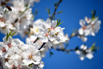 almond flower in spring 