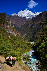 Fototapeta na wymiar A sherpa and its yaks carrying goods on the trail from Lukla to Namche Bazaar, while Thamserku (6.608m) towers above the village of Benkar and the Dudh Koshi river, Solukhumbu, Nepal.
