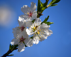 Obraz premium almond flower in spring 