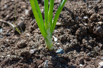 Stalks of organic green onion as it grows in a farmer's field. The tall vibrant green stems have a thin skin layer. The dirt surrounding the vegetable has ground sea muscle seashells among the soil. 