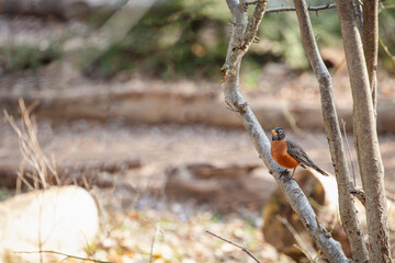 American Robin on a branch on a sunny day in the park