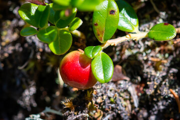 Macro of bright, crimson red, ripe, edible and sweet partridgeberry plant growing on a low lying branch with a ground covering and wild berries. The ground has moss, deep green leaves and juicy fruit. - Powered by Adobe