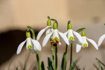 snowdrops with bee