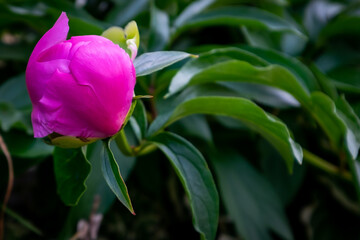 A large pink flower, wild cinnamon rose, with a yellow center.  The stamens are yellow, petals are papery and pink with a shiny surface. The stem and leaves are a rich green with the sun shining.