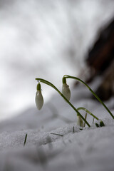 snowdrops in snow