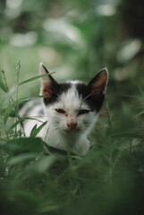 cat in the grass