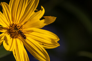 Close up of delicate yellow flowers with a black center known as Coreopsis, daisy like. The flower is on a long stem with multiple small green leaves. There's a honey bee in the centre of the flower.