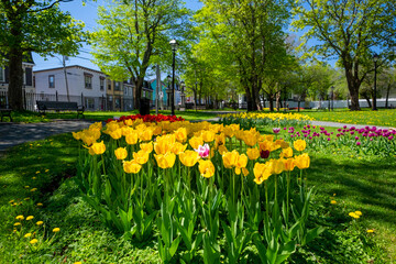 A bed of yellow and red tulips in a flowerbed at a park. There's a single pink and white tulip flower in the front of the flowerbed. The park has large maple trees and green grass with a white shed.
