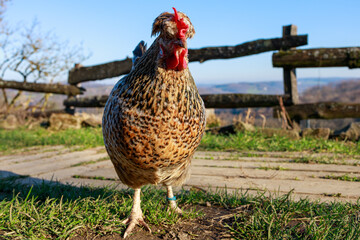 Patterned Brown and Black Chicken Standing Outdoors
