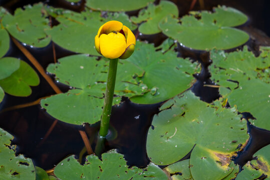 A Single Fragrant Water Lily Bulb Sticks Out Of The Blue Freshwater By A Long Stalk.  Near The Stem Of The Flower Are Two Large Vibrant Green Aquatic Lily Pads Floating On Top Of The Water Surface. 