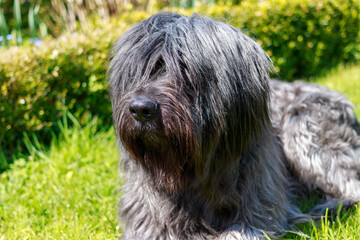 Cute dog with long fur