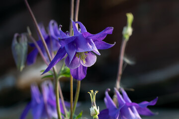 Perennial herb Aquilegia vulgaris with blue flowers on a dark blurred background
