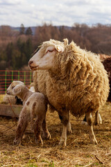 cute sheep with newborn lamb