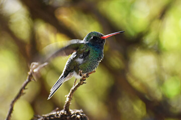 Broad Billed Hummingbird