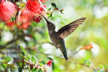 Hummingbird feeding from a flower