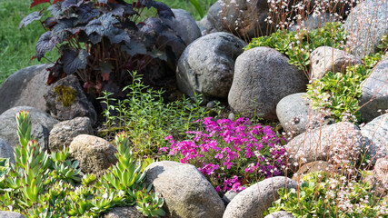 Various perennial plants in a small rockery in a summer garden - obrazy, fototapety, plakaty