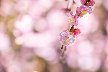 梅