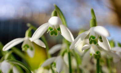 spring snowdrop flowers