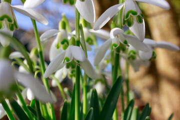 spring snowdrop flowers