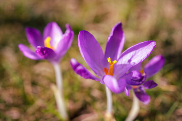 Spring Crocus Flowers