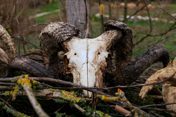 Old goat or sheep skulls in a countryside