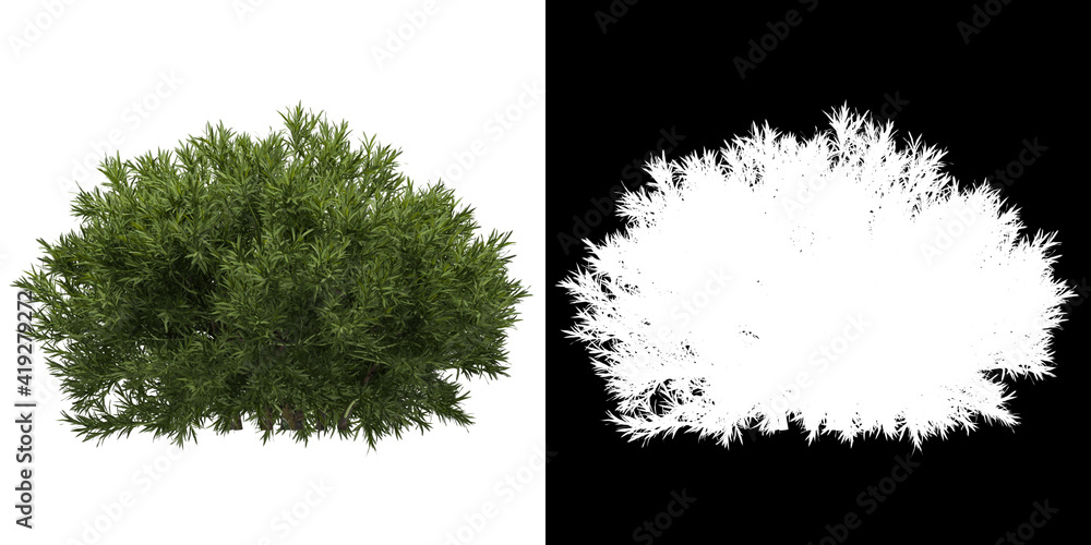 Canvas Prints left view of tree (sabina pingii) png with alpha channel to cutout 3d rendering