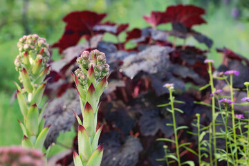 Group of an evergreen groundcover plant Sempervivum known as Houseleek in rockery
